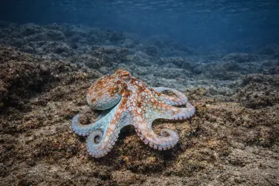 Caribbean reef octopus at the dive site Danger Reef