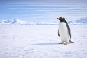 Gentoo pingvin (Pygoscelis papua) – tengeri élővilág