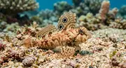 Dragonetto di Moyer (Synchiropus moyeri) – vita marina