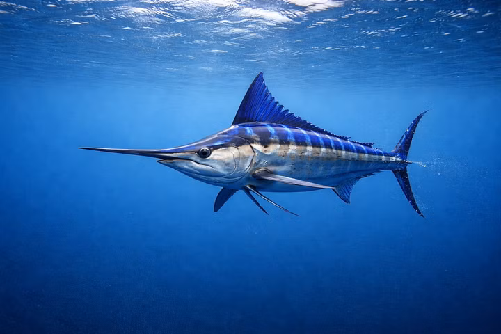 Best Liveaboards for Blue Marlin