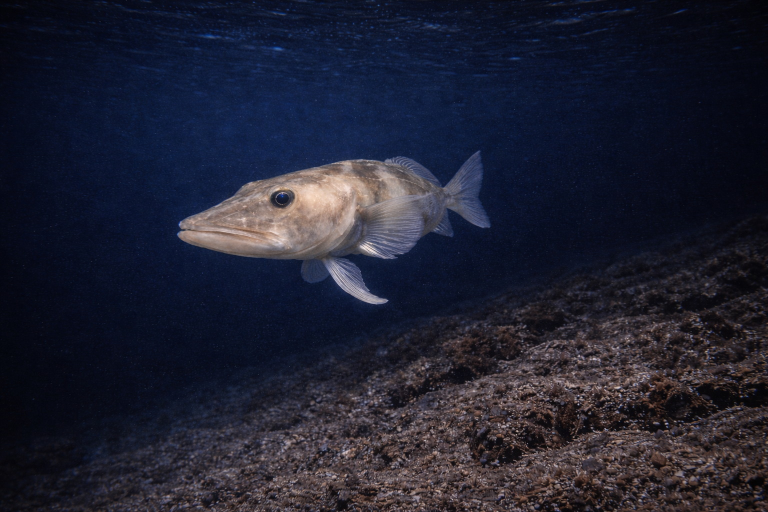 Pesce del ghiaccio at the dive site Argentine Islands - Vernadsky