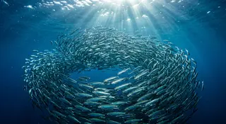 Sardina