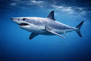 Mako Shark
