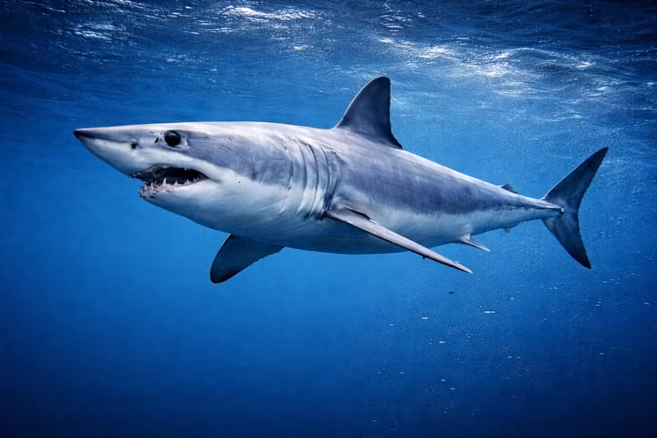 Best Liveaboards for Mako Sharks