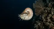 Perlboot (Nautilus pompilius) – Meeresbewohner