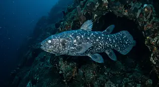 Selakantti
