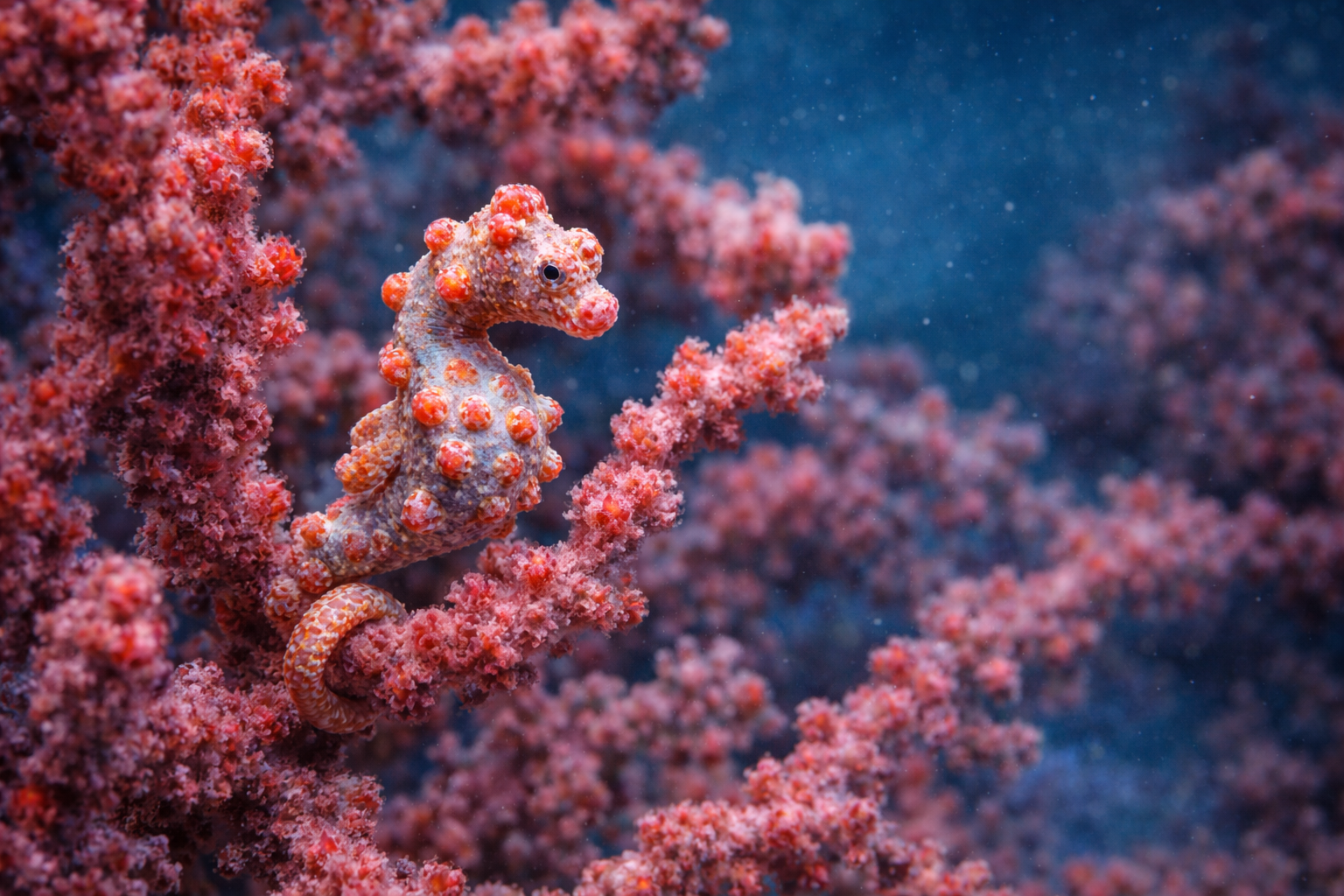 Hippocampe Pygmée (Hippocampus bargibanti) – vie marine