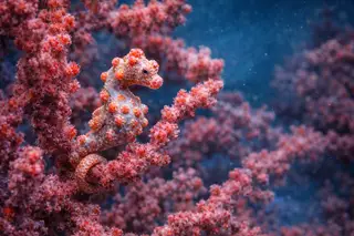 Caballito de Mar Pigmeo