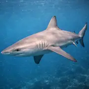Rechinul de Galapagos (Carcharhinus galapagensis) – viață marină