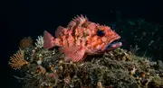 Gallineta del Fondo (Helicolenus dactylopterus) – vida marina