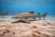 표범상어 (Stegostoma tigrinum) – 해양 생물