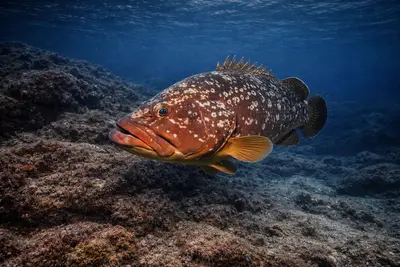 Grouper at the dive site SAS Wreck (Kaş)