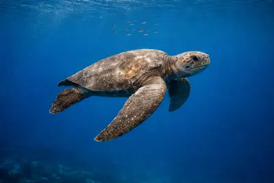 Loggerhead Turtle at the dive site SAS Wreck (Kaş)