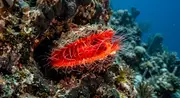 Flaming File Shell (Ctenoides scaber) underwater in Bahamas — marine invertebrate you can dive with on a liveaboard trip