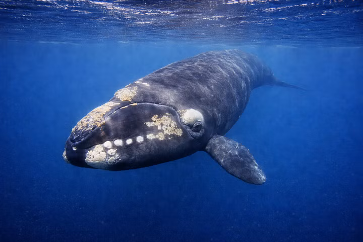 Best Liveaboards for Southern Right Whales