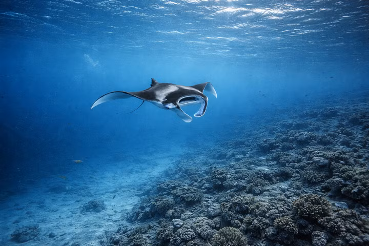 Best Liveaboards for Manta Rays