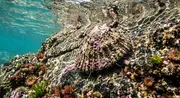 Lapa Gigante (Patella ferruginea / Scutellastra mexicana) – vida marina