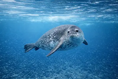 Seal at the dive site Adakule Cave
