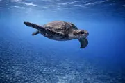 Leatherback Turtle (Dermochelys coriacea) underwater in Philippines — marine reptile you can dive with on a liveaboard trip