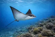 Eagle Ray (Aetobatus narinari) underwater in Cuba — ray you can dive with on a liveaboard trip