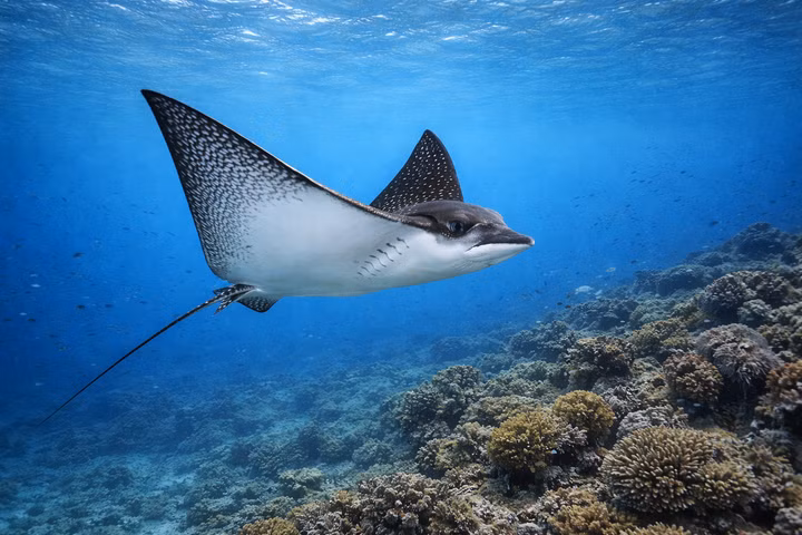 Best Liveaboards for Eagle Rays