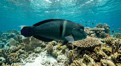 Coris julis at the dive site Ilhéu da Vila