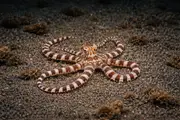 Chobotnice mimikry (Thaumoctopus mimicus) – mořský život