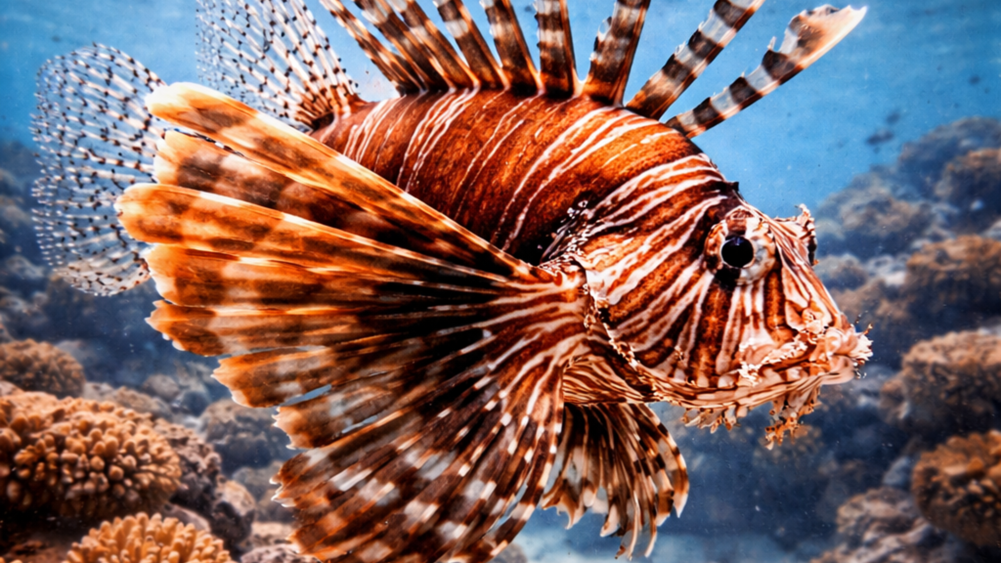Lionfish (Pterois volitans) underwater in Cuba — reef fish you can dive with on a liveaboard trip