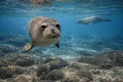 Mittelmeer-Mönchsrobbe (Monachus monachus) – Meeresbewohner