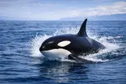 Orka (Orcinus orca) – życie morskie