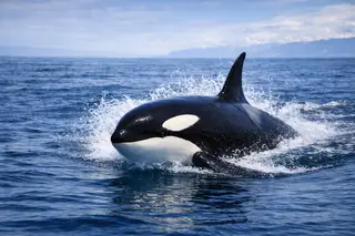 Orka
