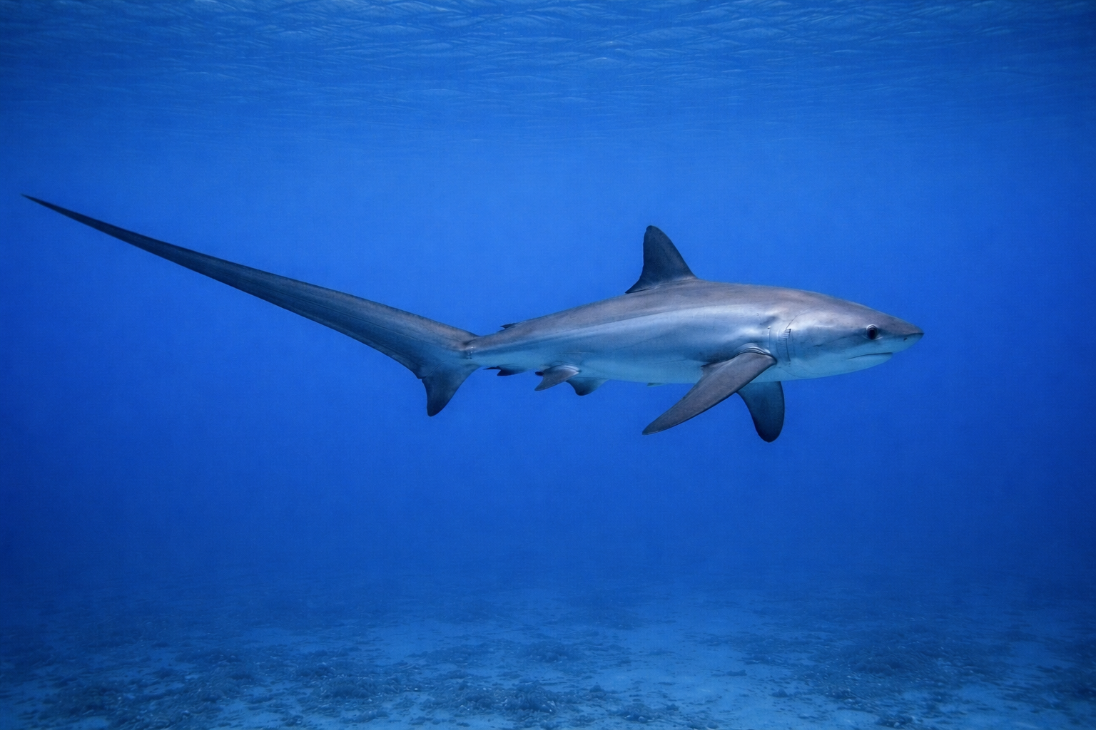 Best Liveaboards for Thresher Sharks