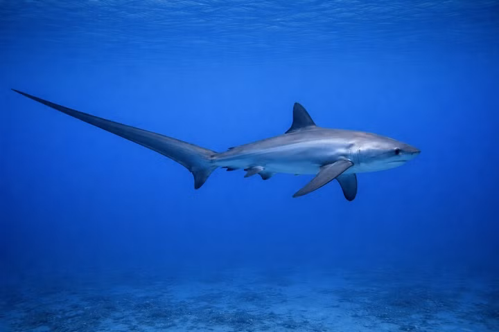 Best Liveaboards for Thresher Sharks