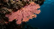 Mosedyr (Bryozoan) (Phylum Bryozoa) – marint liv