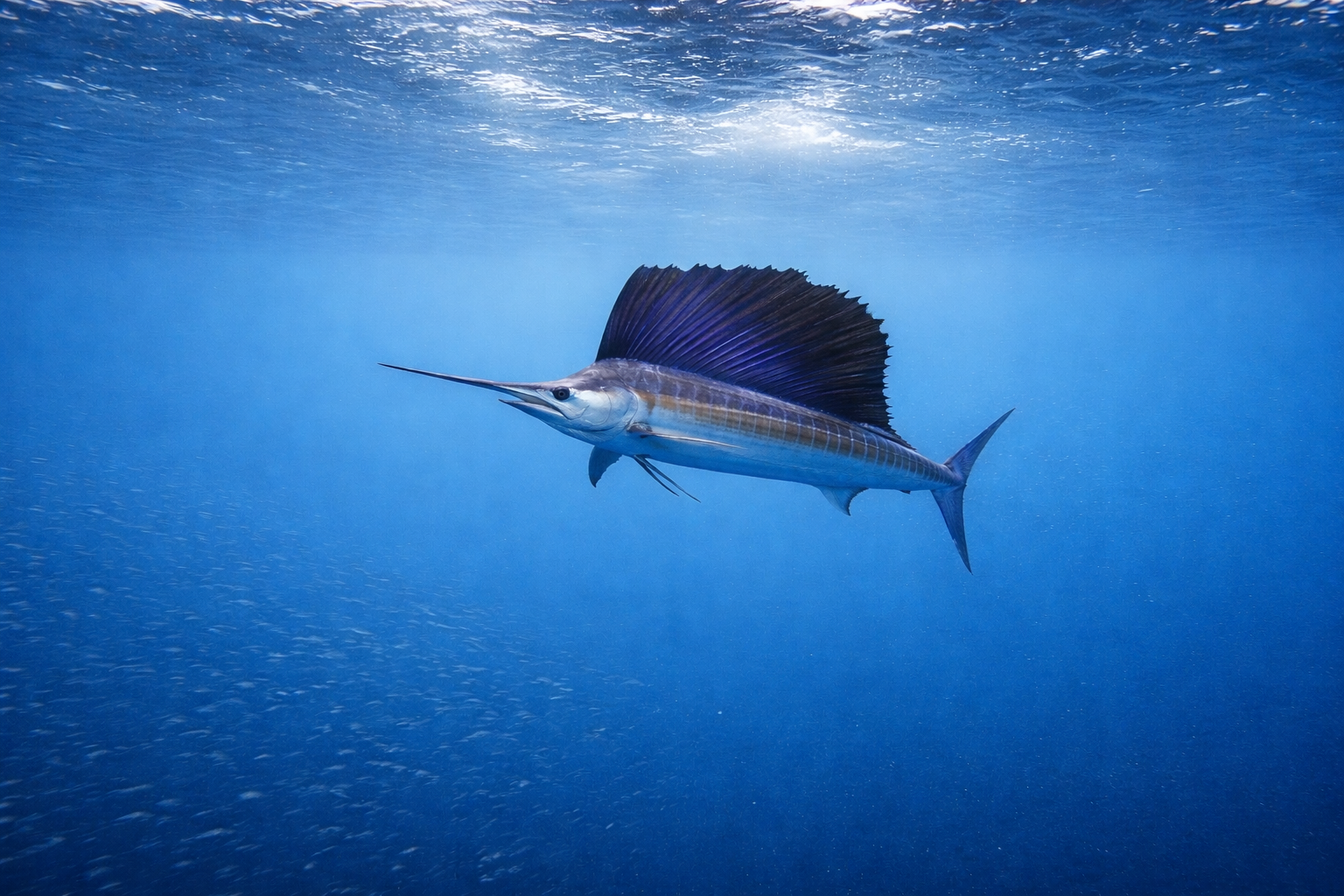 Best Liveaboards for Sailfish