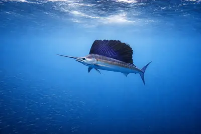 Sailfish at the dive site Eglin Air force Barge