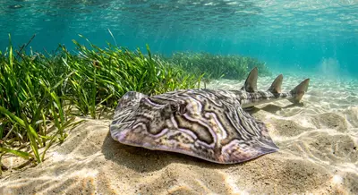 Eastern Fiddler Ray at the dive site Sutherland Point