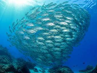 Каранкс (Caranx spp.) – морская жизнь