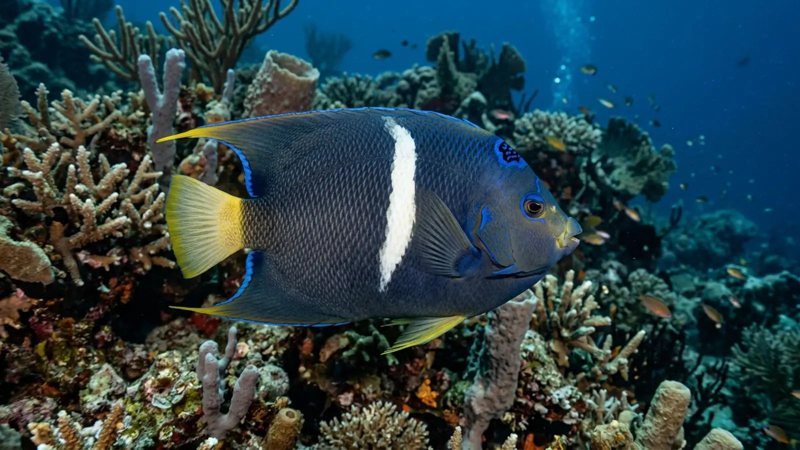 King angelfish at the dive site Los Islotes