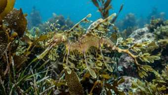 Лиственный морской дракон (Phycodurus eques) – морская жизнь
