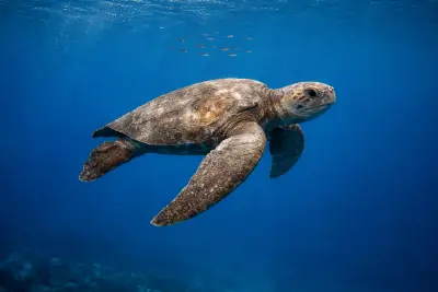 Loggerhead turtles at the dive site Basse Espagnole