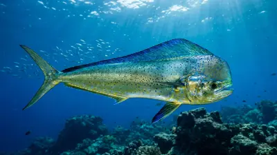Mahi-mahi at the dive site Victory Reef