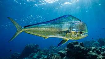 Махи-махи (Coryphaena hippurus) – морская жизнь