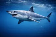 Акула-мако (Isurus oxyrinchus) – морская жизнь