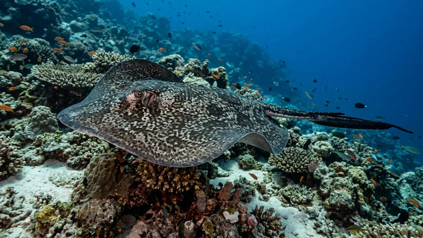 Marble ray at the dive site Christmas Point