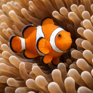 Рыба-клоун (Amphiprioninae) – морская жизнь