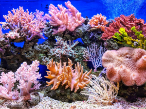 Мягкие кораллы (Alcyonacea) – морская жизнь