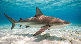 Серая акула (Carcharhinus plumbeus) – морская жизнь