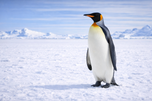 Королевский пингвин (Aptenodytes patagonicus) – морская жизнь