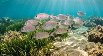 Акселевая зубатка (Pagellus acarne) – морская жизнь